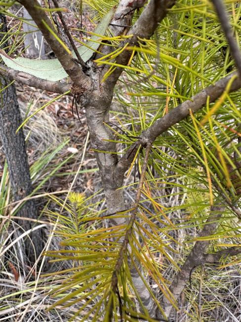 Persoonia pinifolia (Pine-leaf Geebung) (alternate view 11)