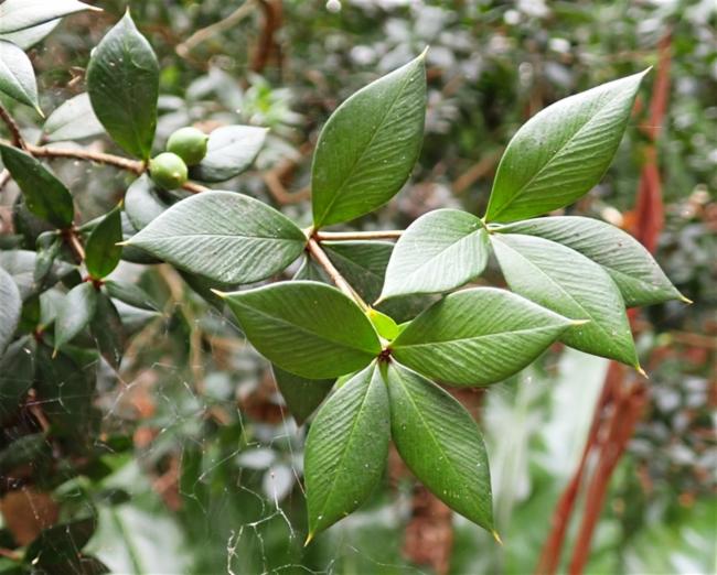 Alyxia ruscifolia (Chain Fruit) (alternate view 11)