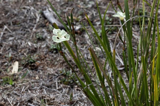 Dietes bicolor (Yellow Fortnight Lily)
