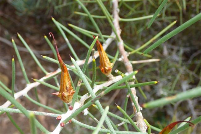 Hakea teretifolia (Dagger Hakea) (alternate view 12)