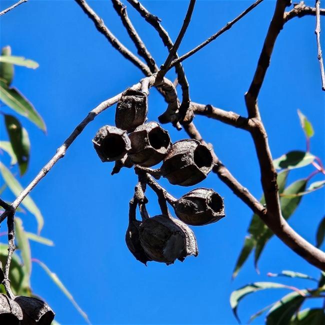Angophora costata (Smooth-barked apple) (alternate view 11)