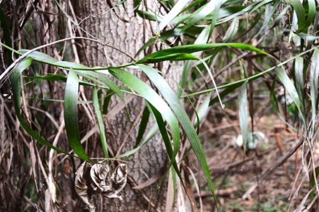 Flagellaria indica (Indian Bushcane) (alternate view 10)