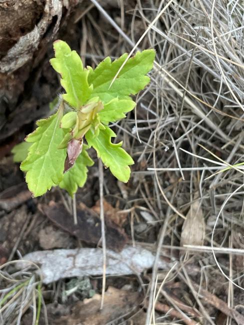 Veronica plebeia (Australian Speedwell) (alternate view 11)