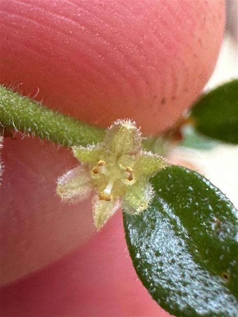 Phyllanthus hirtellus (Thyme Spurge) (alternate view 10)