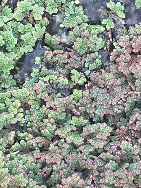 Azolla rubra (Red Azolla) (alternate view 13)