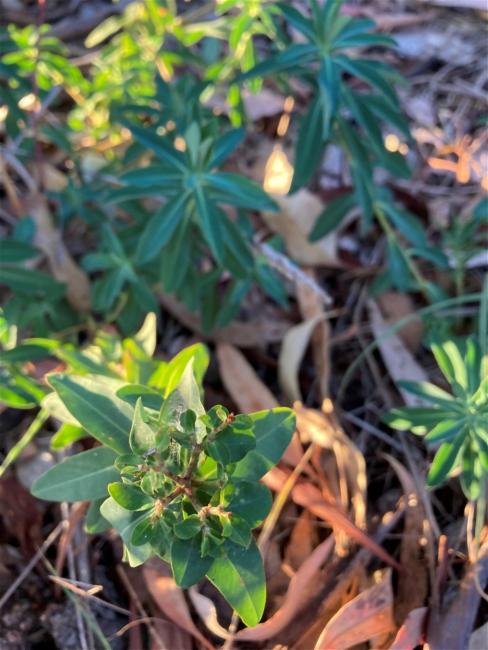 Euphorbia oblongata (eggleaf spurge) (alternate view 8)