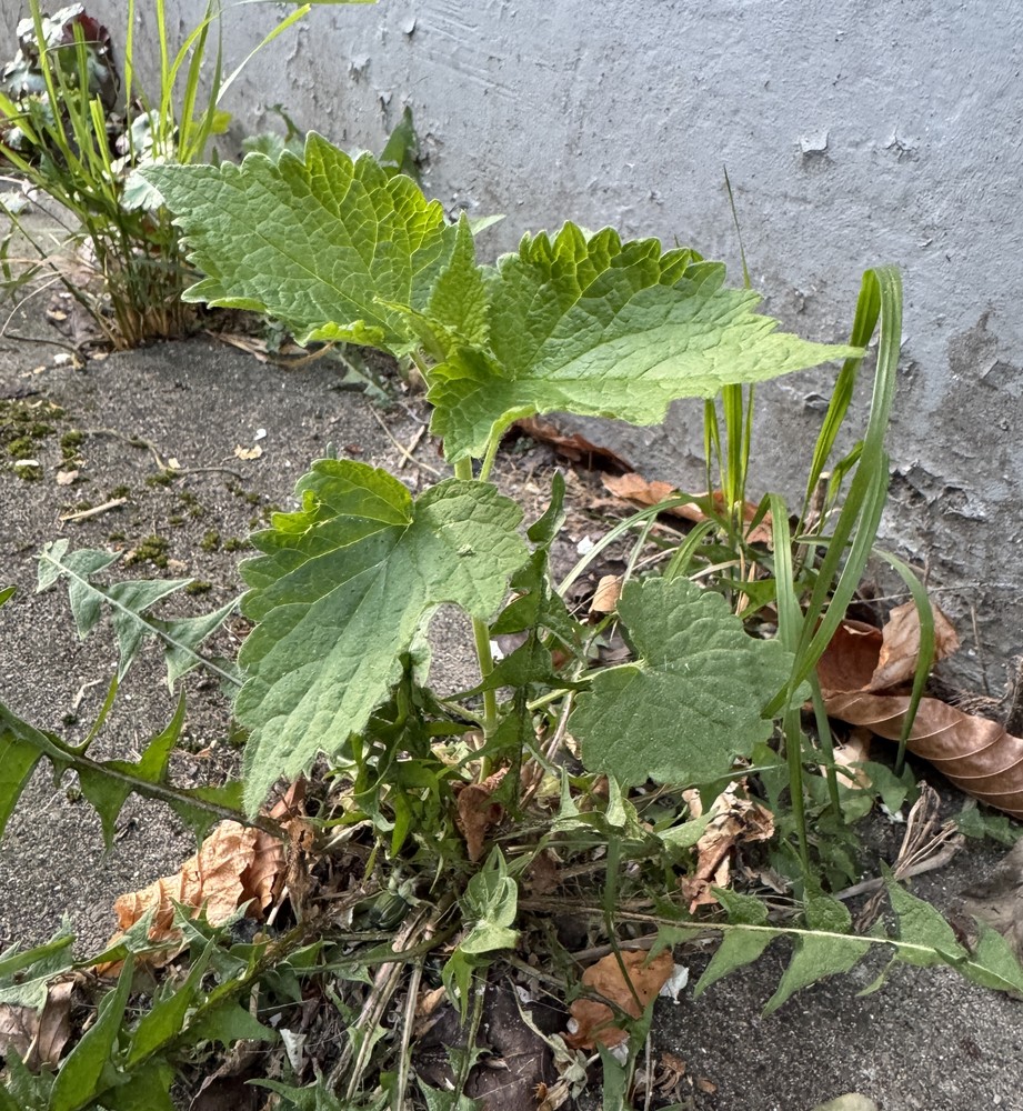 Agastache (Hyssops)
