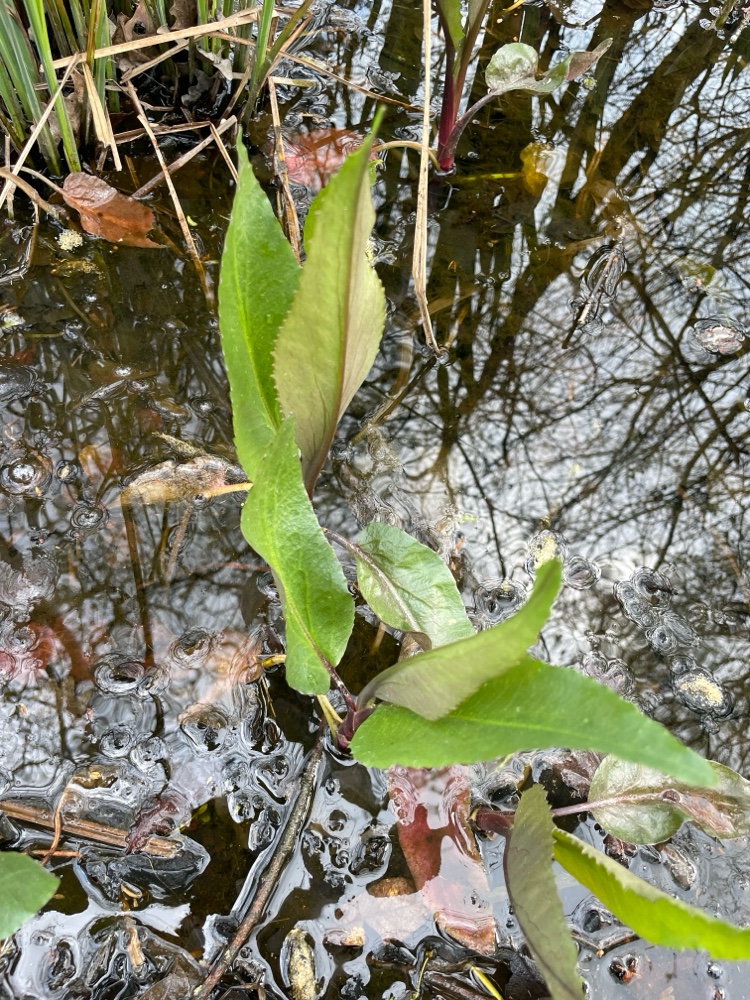 Ranunculus lingua (Greater Spearwort) (alternate view 13)