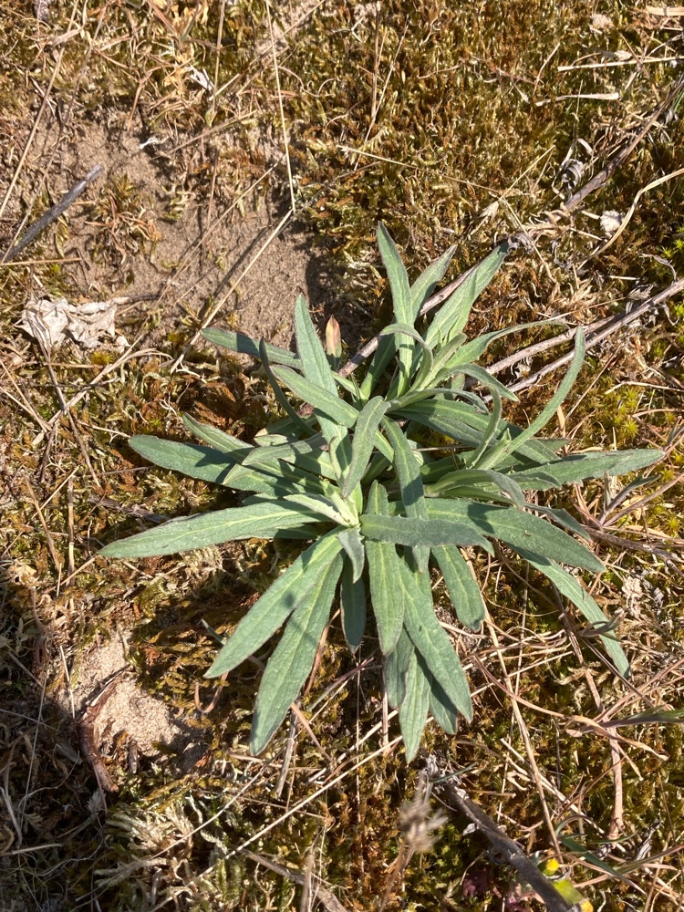 Hieracium umbellatum (Canada hawkweed) (alternate view 10)