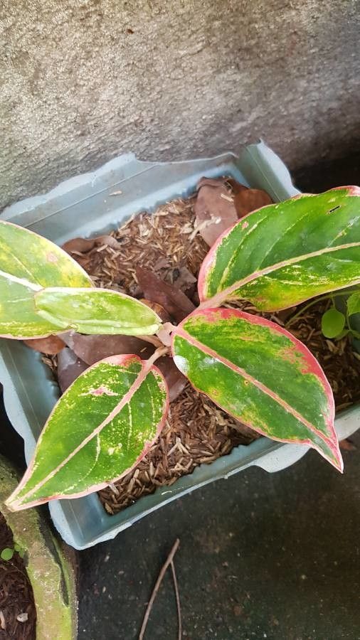 Aglaonema commutatum (Chinese Evergreen)
