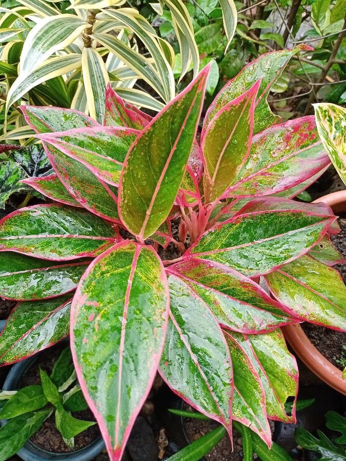 Aglaonema commutatum (Chinese Evergreen) (alternate view 4)