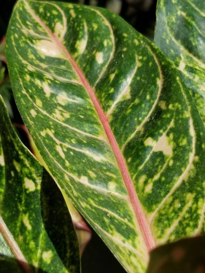 Aglaonema commutatum (Chinese Evergreen) (alternate view 3)