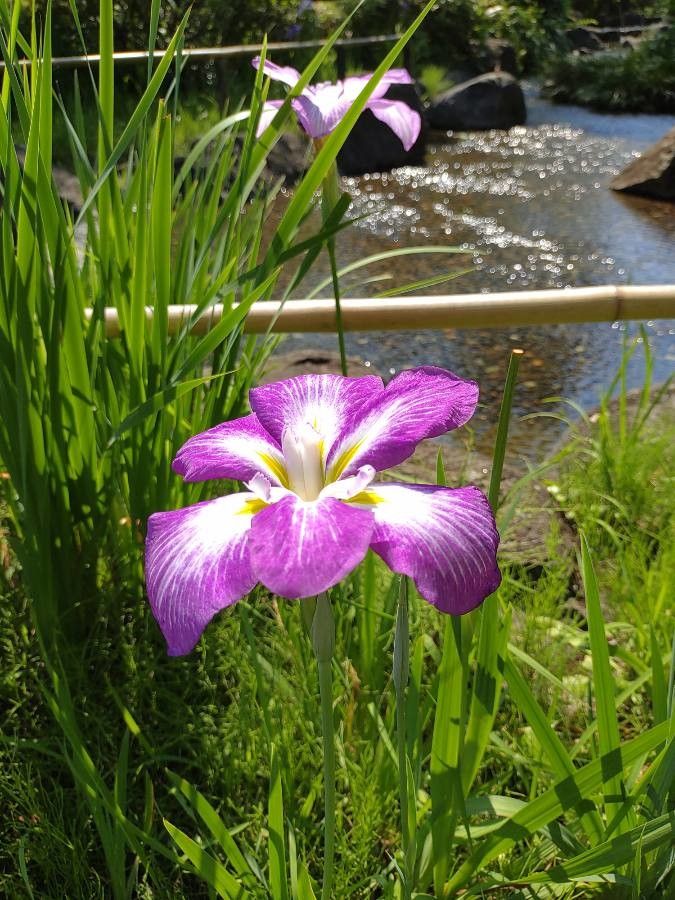 Iris ensata (Japanese iris) (alternate view 5)