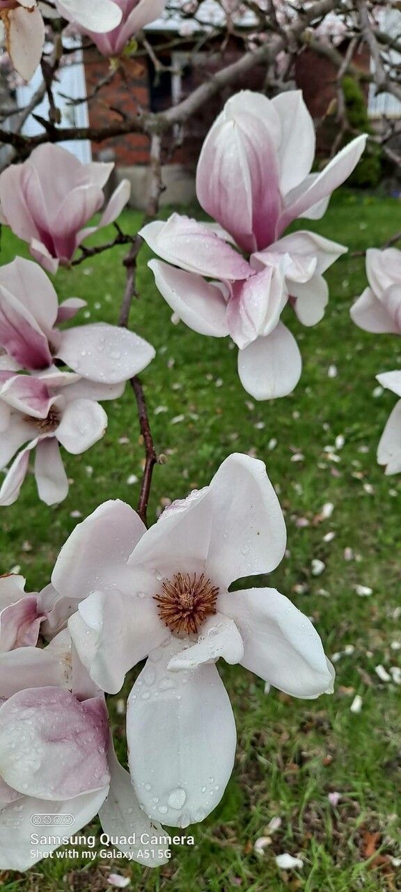 Magnolia × soulangeana (saucer magnolia) (alternate view 11)