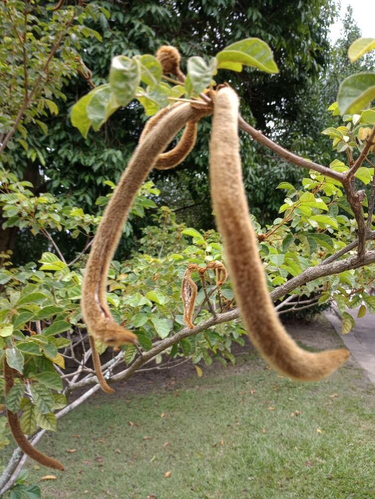 Handroanthus chrysotrichus (Golden Trumpet Tree) (alternate view 10)