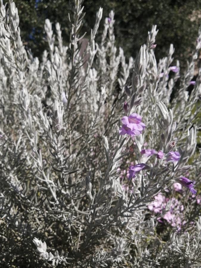 Eremophila nivea (alternate view 2)