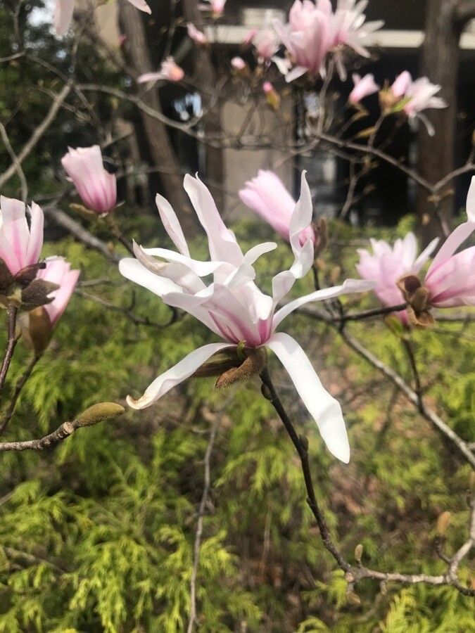 Magnolia stellata (star magnolia) (alternate view 3)