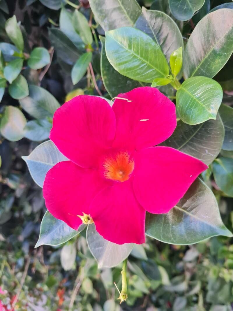 Mandevilla sanderi (Pink Mandevilla) (alternate view 10)
