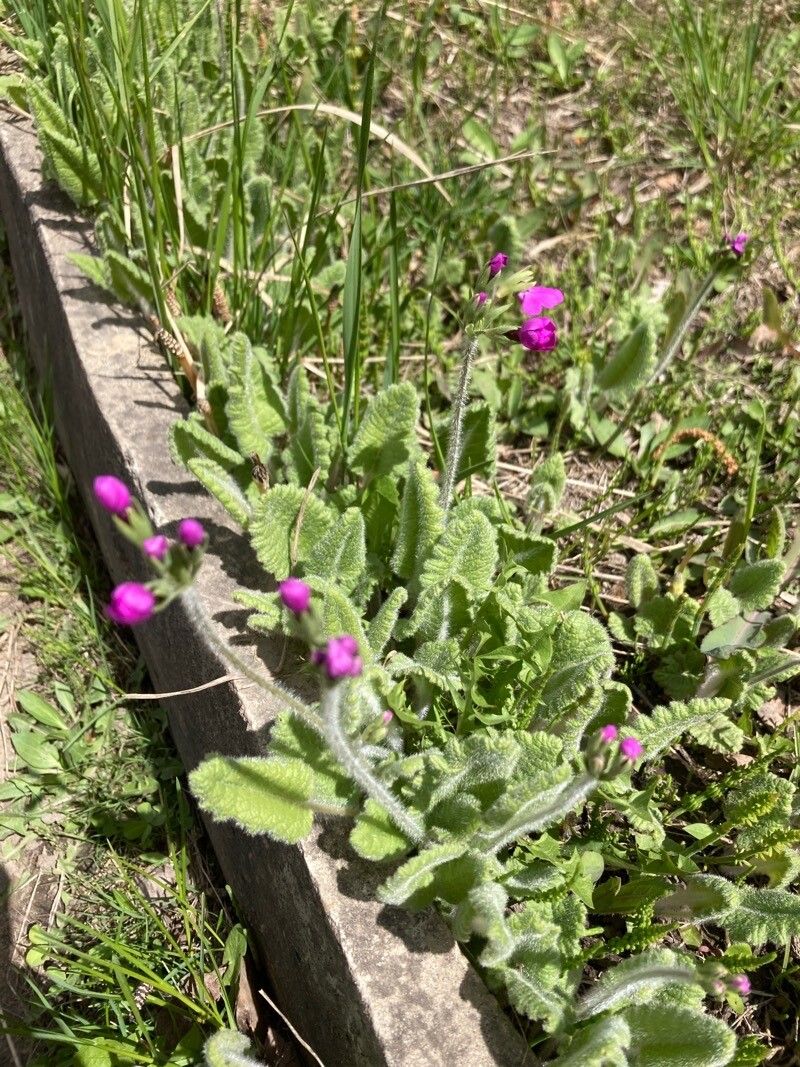 Primula sieboldii (sakura) (alternate view 11)