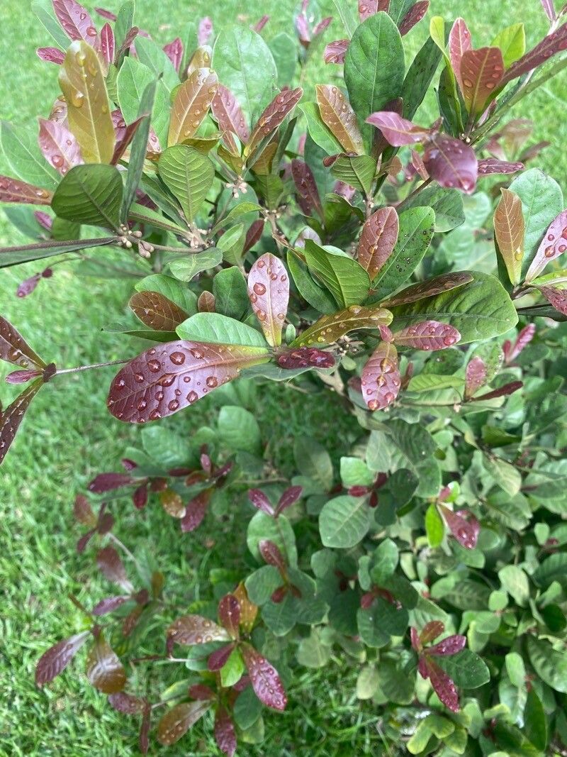 Synsepalum dulcificum (Miracle Fruit) (alternate view 9)