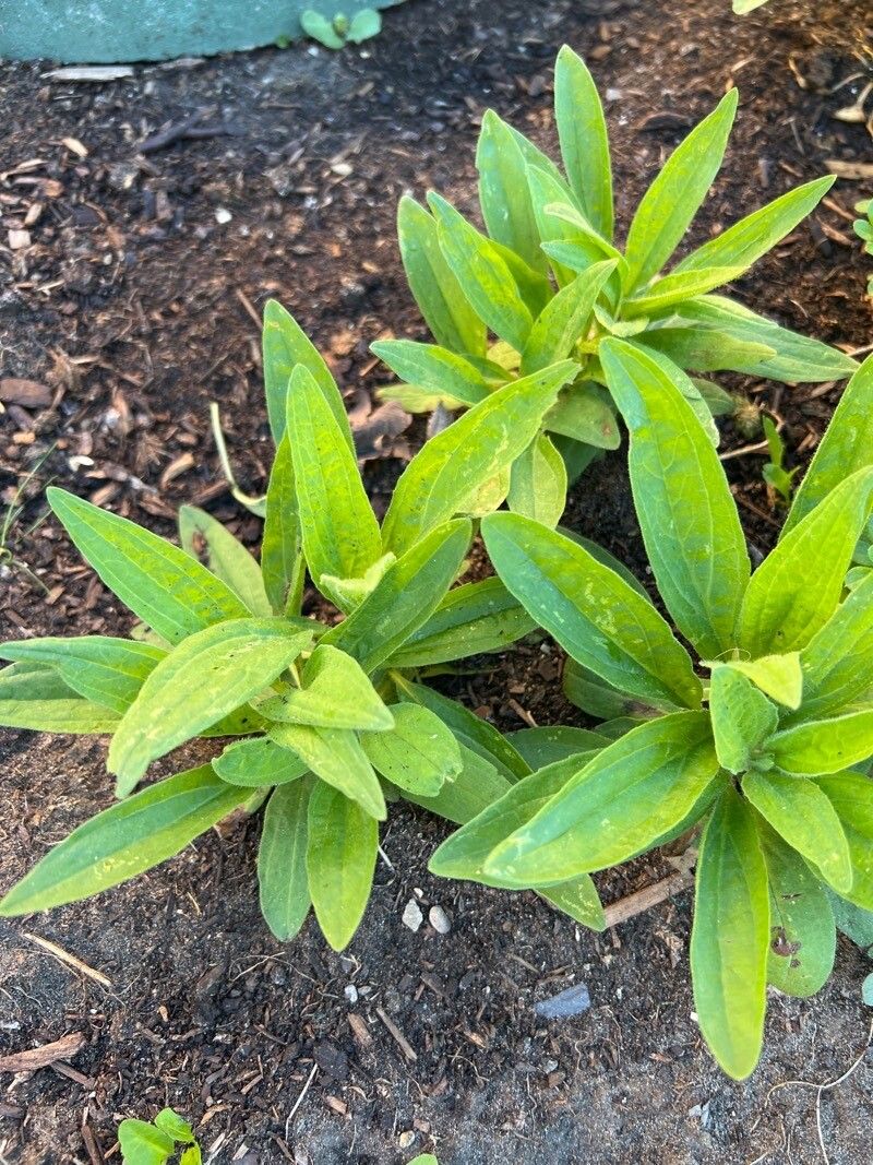 Arnica chamissonis (Meadow Arnica) (alternate view 5)