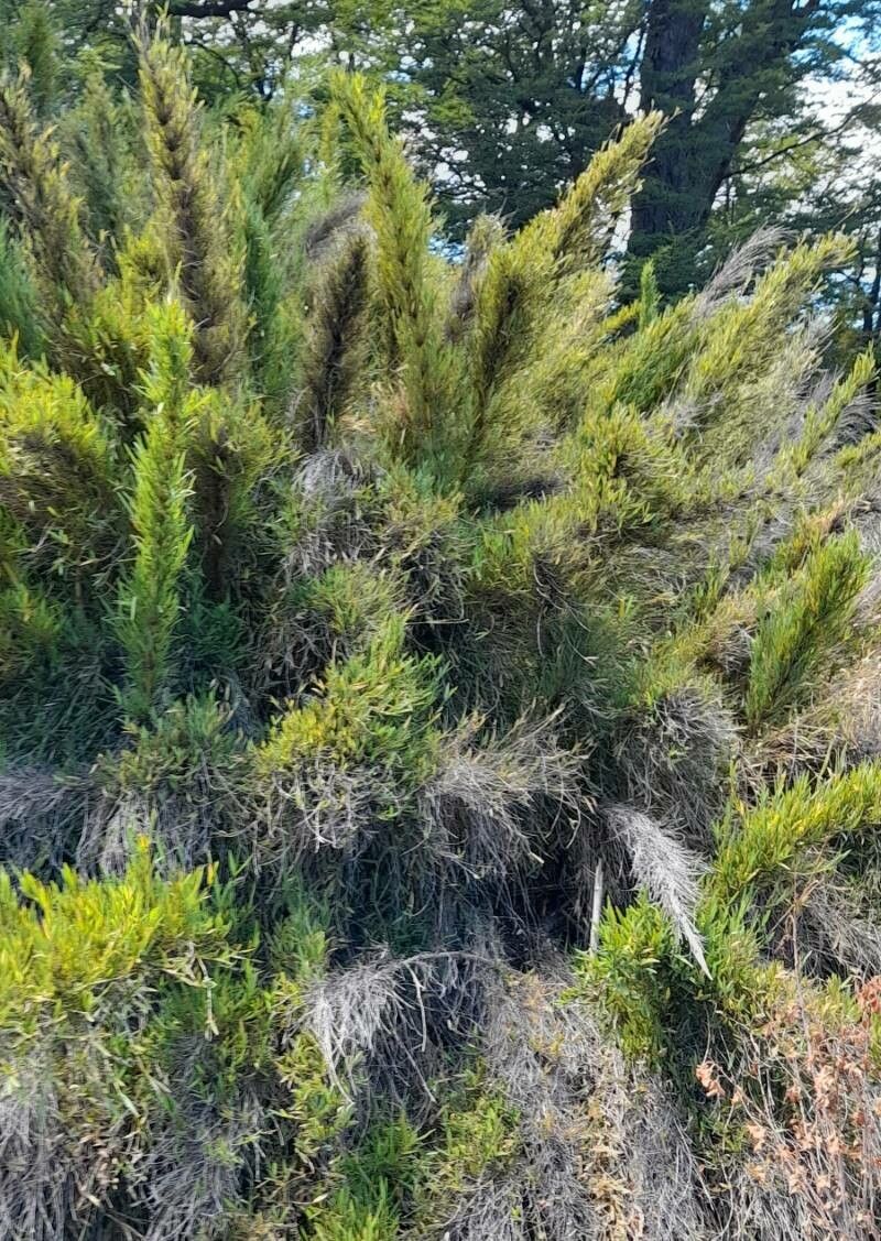 Chusquea culeou (Chilean Bamboo) (alternate view 3)
