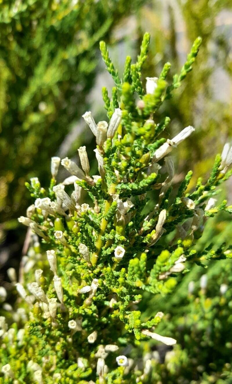 Fabiana imbricata (Pichi) (alternate view 11)