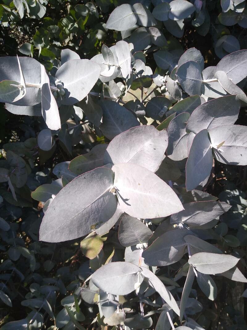 Eucalyptus gunnii (Silver Drop Eucalyptus) (alternate view 2)