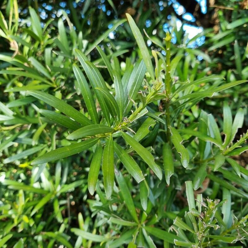 Podocarpus macrophyllus (Buddhist pine) (alternate view 3)