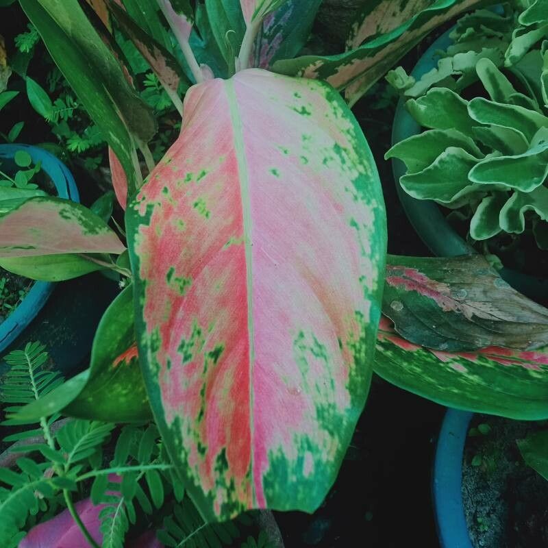 Aglaonema commutatum (Chinese Evergreen) (alternate view 2)