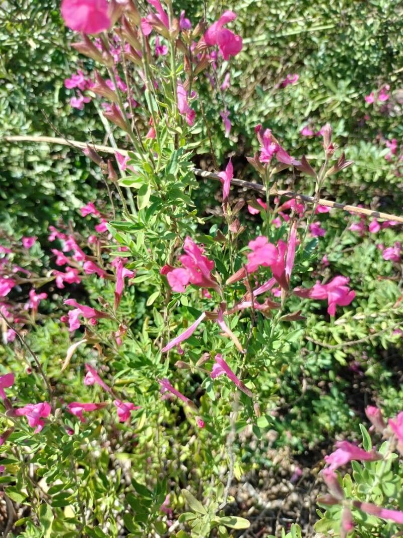 Salvia greggii (Autumn sage) (alternate view 2)