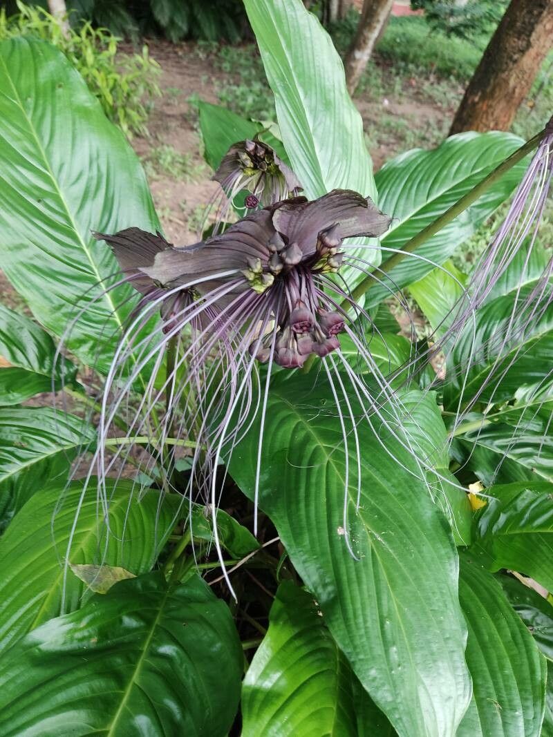 Tacca chantrieri (Black Bat Flower) (alternate view 5)