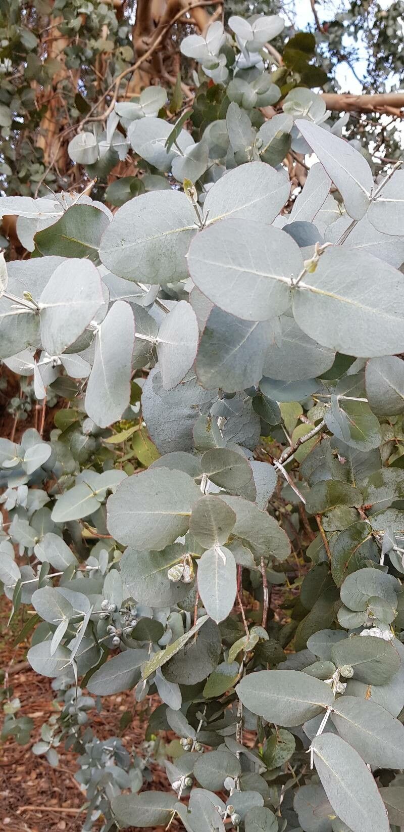 Eucalyptus gunnii (Silver Drop Eucalyptus) (alternate view 3)