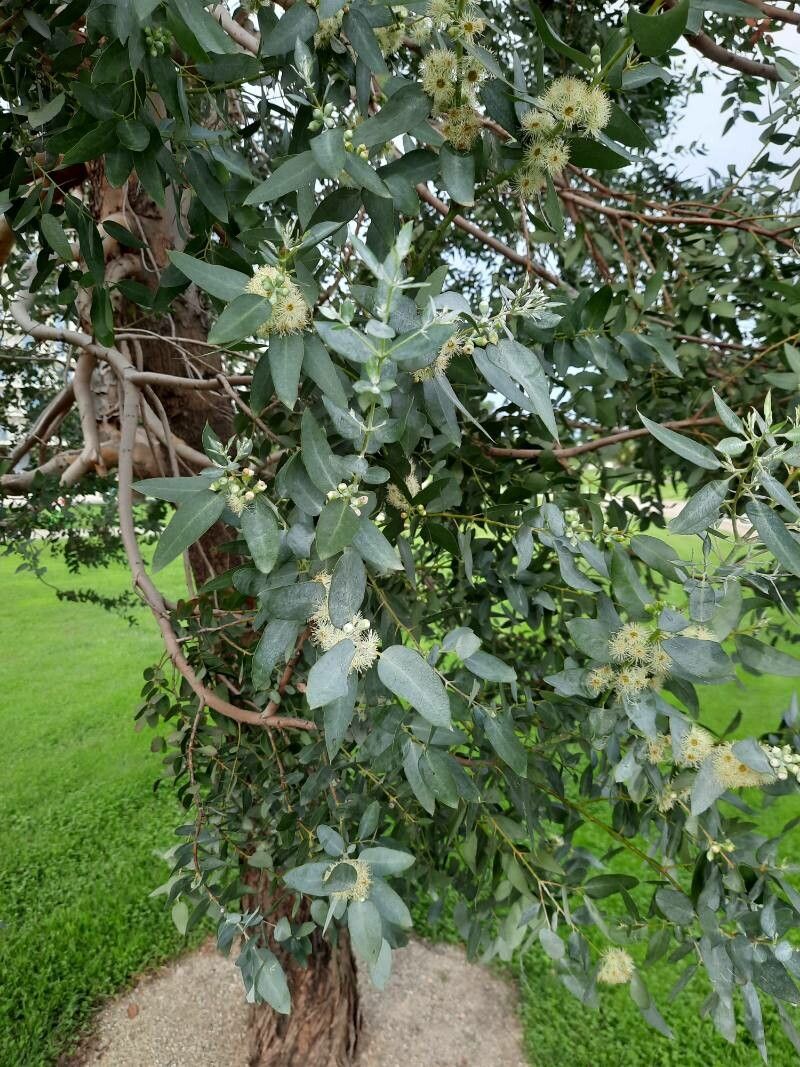 Eucalyptus gunnii (Silver Drop Eucalyptus) (alternate view 4)