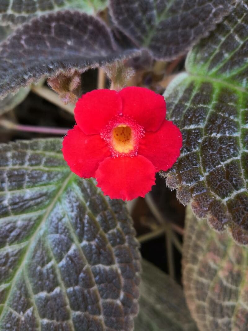 Episcia cupreata (Episcia Flame Violet)