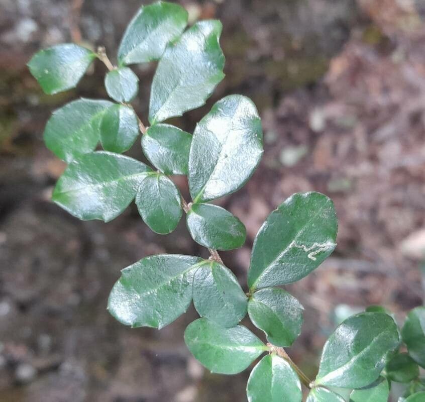 Azara microphylla (Boxleaf azara) (alternate view 2)