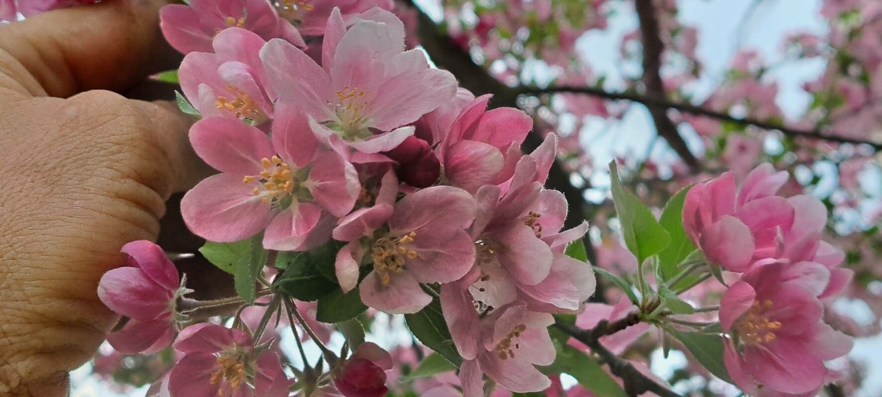 Malus × floribunda (Japanese Crabapple) (alternate view 5)