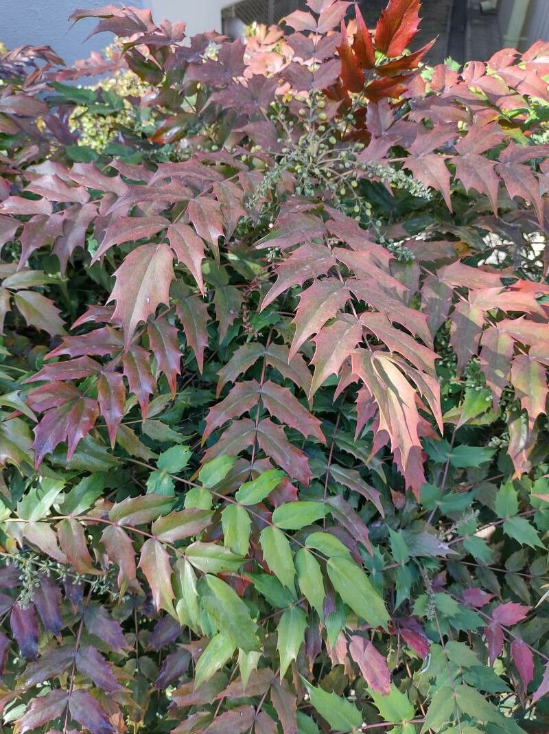 Mahonia japonica, Japanese mahonia — upright evergreen (Berberidaceae) (image 4 of 7)