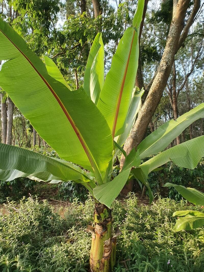 Ensete ventricosum (Ethiopian Banana) (alternate view 9)
