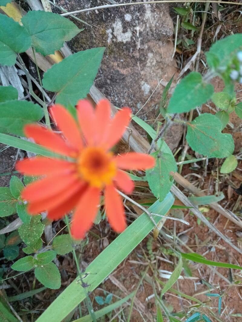 Pseudogynoxys chenopodioides (Mexican Flame Vine) (alternate view 12)