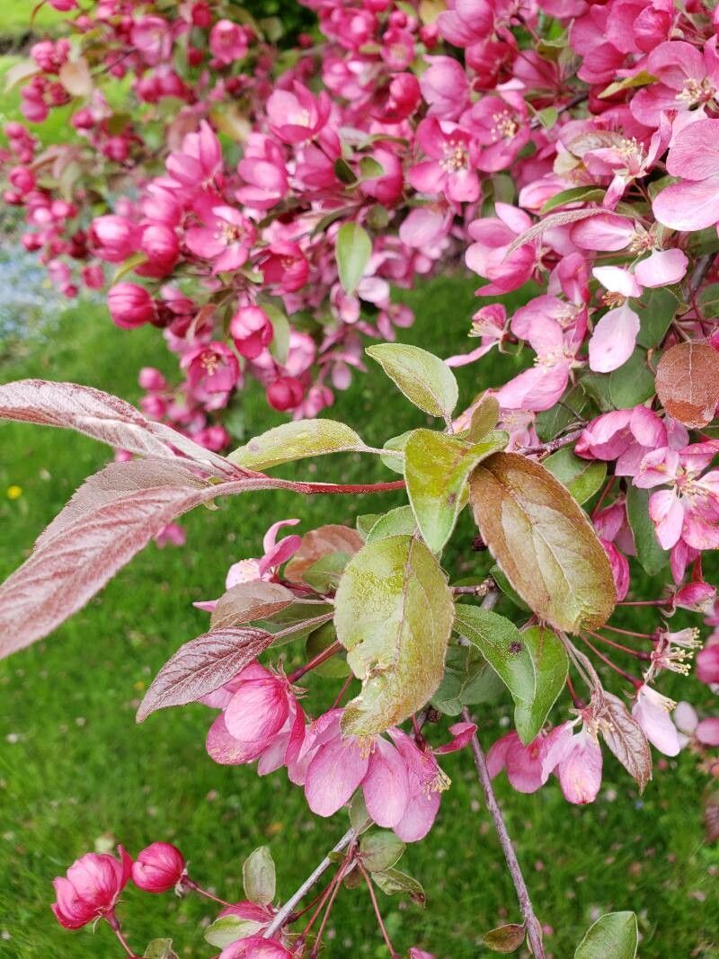 Malus × floribunda (Japanese Crabapple) (alternate view 2)