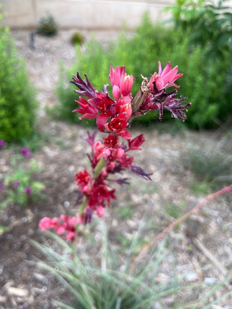 Hesperaloe parviflora (Red Yucca) (alternate view 12)