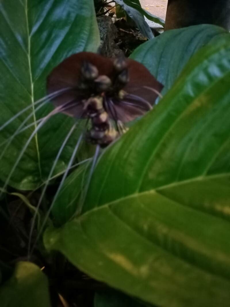 Tacca chantrieri (Black Bat Flower) (alternate view 3)
