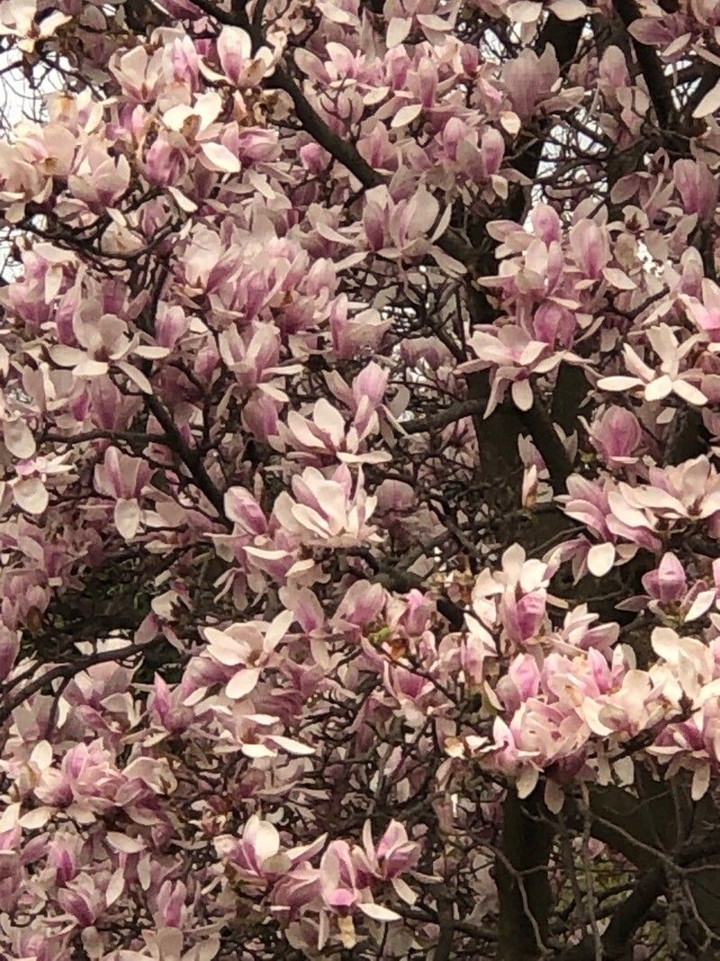 Magnolia × soulangeana (saucer magnolia) (alternate view 13)
