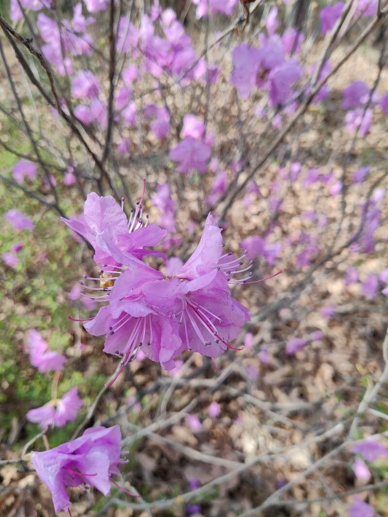 Rhododendron mucronulatum (Korean azalea) (alternate view 10)