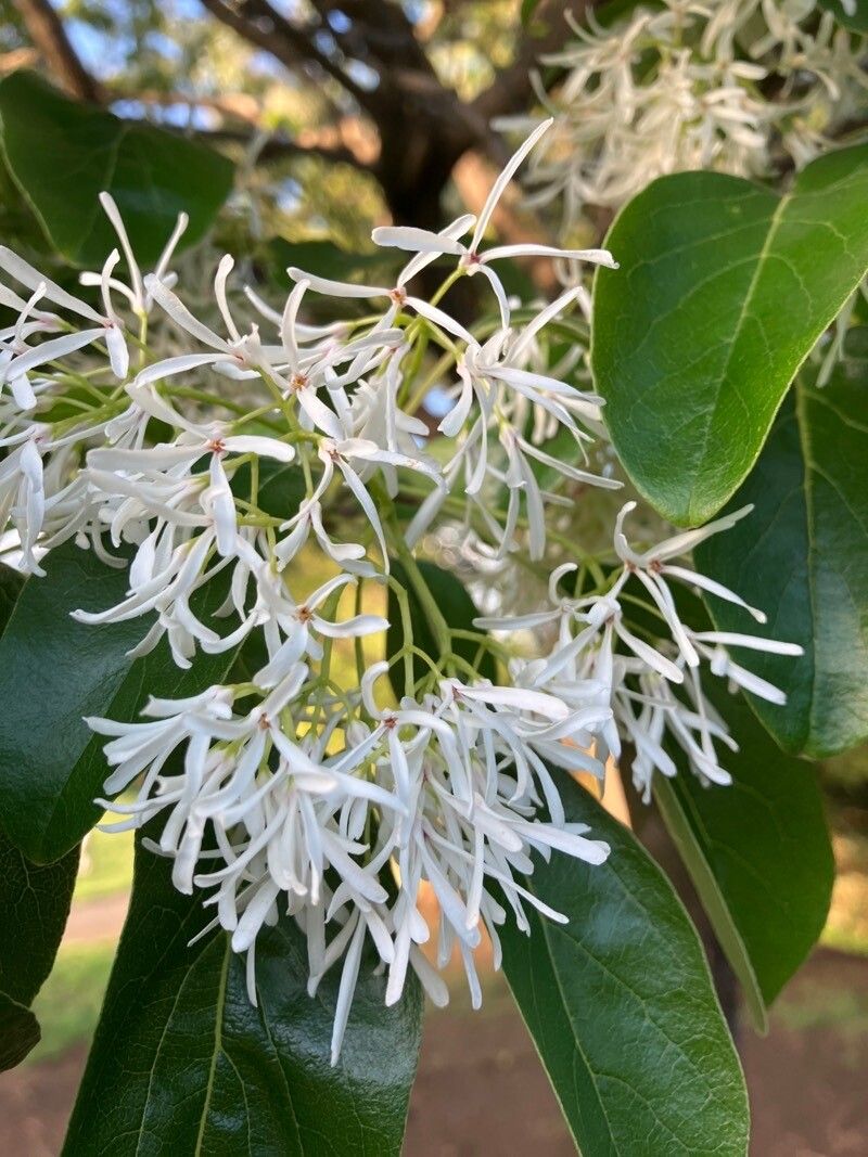 Chionanthus retusus (Chinese Fringetree) (alternate view 11)
