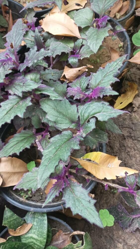 Gynura aurantiaca (Purple Passion Plant)