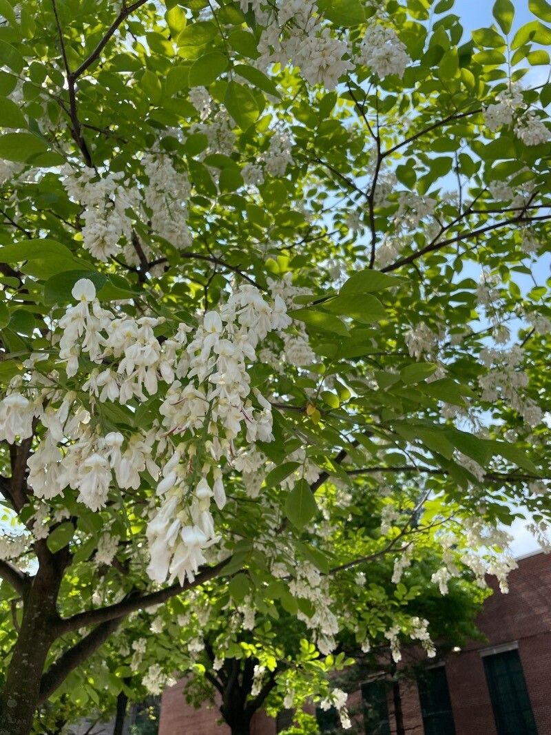 Cladrastis kentukea (American Yellowwood) (alternate view 12)