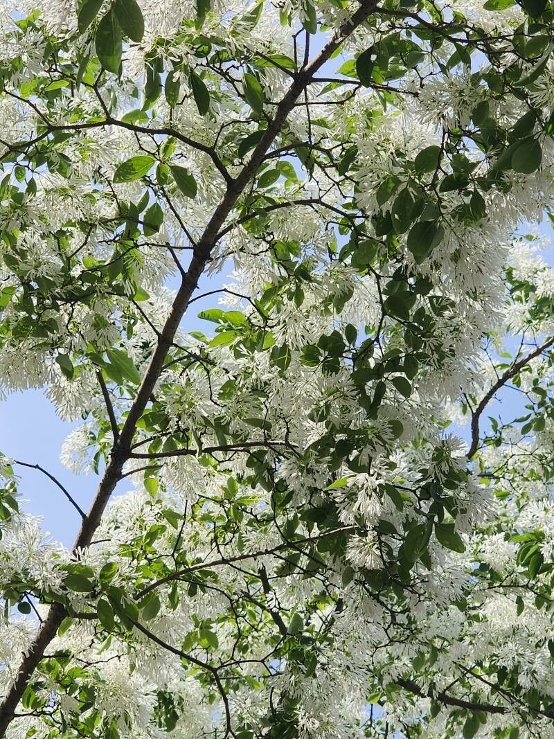 Chionanthus retusus (Chinese Fringetree) (alternate view 14)