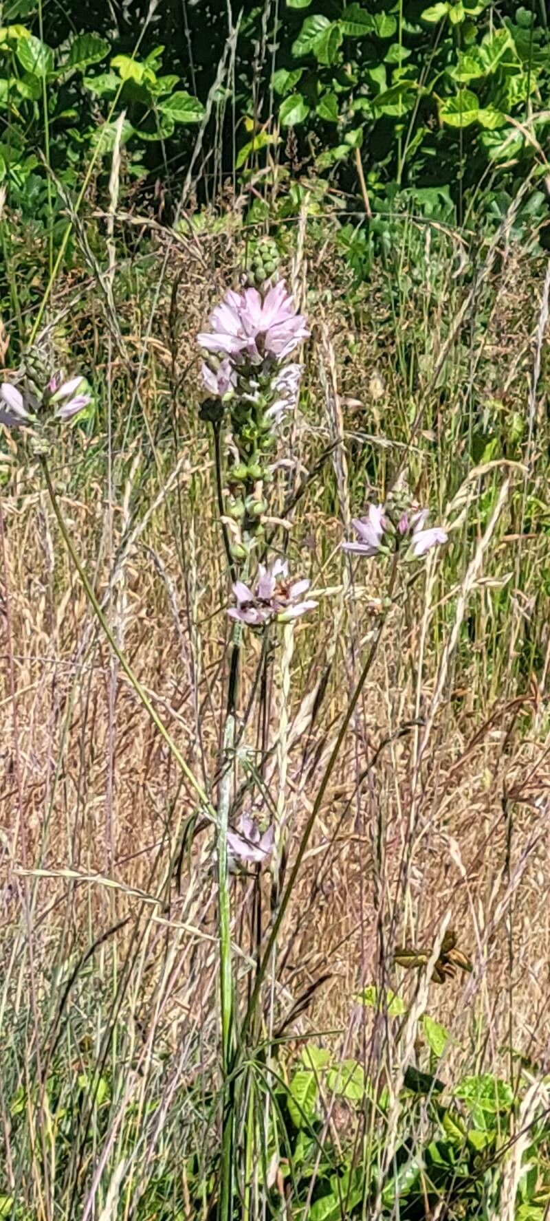 Sidalcea campestris (Meadow Checker-mallow) (alternate view 5)